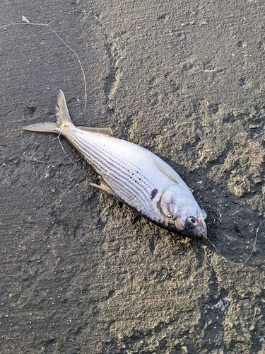 コノシロの釣果