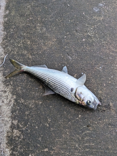 コノシロの釣果