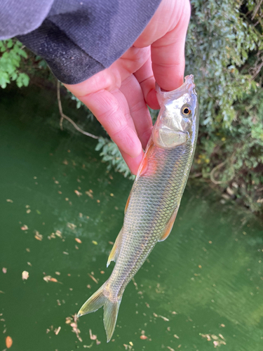 ハスの釣果