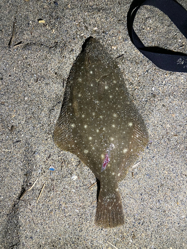 カレイの釣果