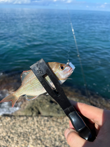 カマスの釣果