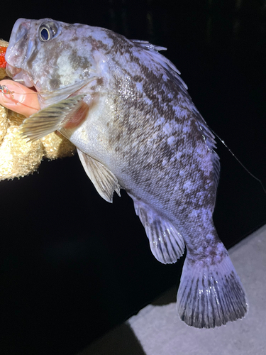 クロソイの釣果