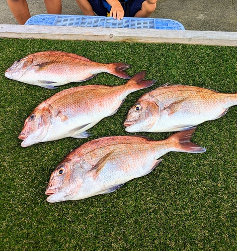 マダイの釣果