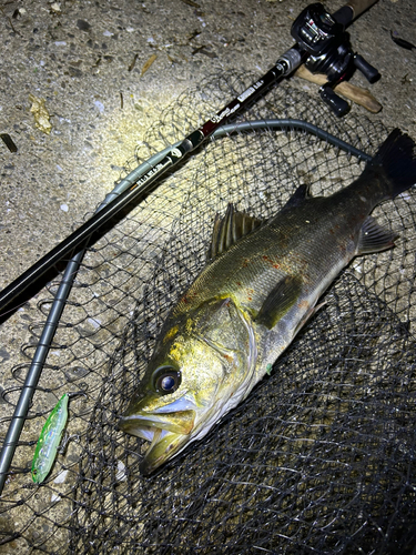 シーバスの釣果