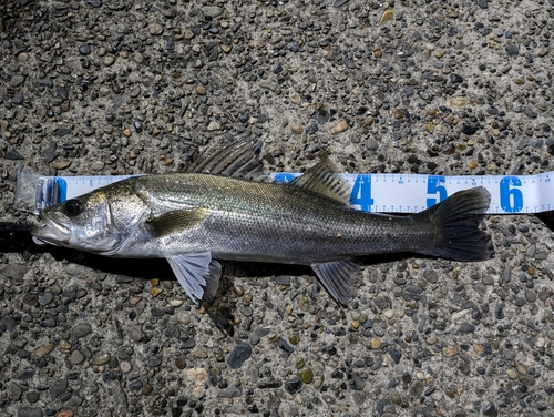 シーバスの釣果