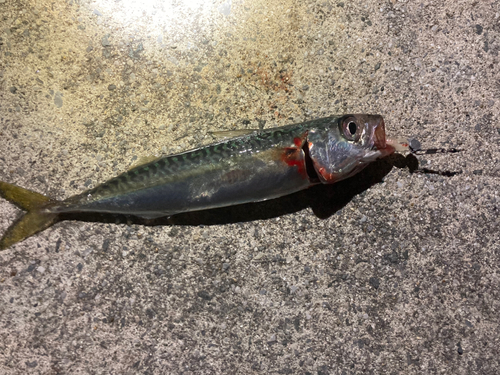 サバの釣果