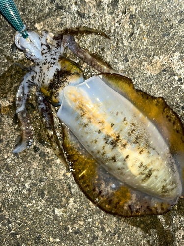 アオリイカの釣果