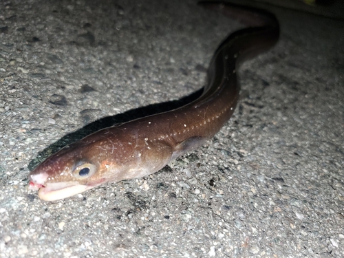 アナゴの釣果