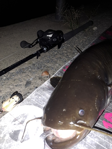 ナマズの釣果