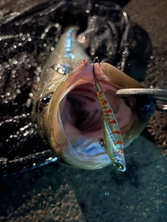 スズキの釣果