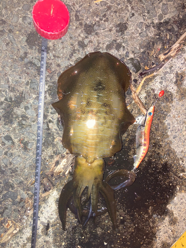 秋田県南部