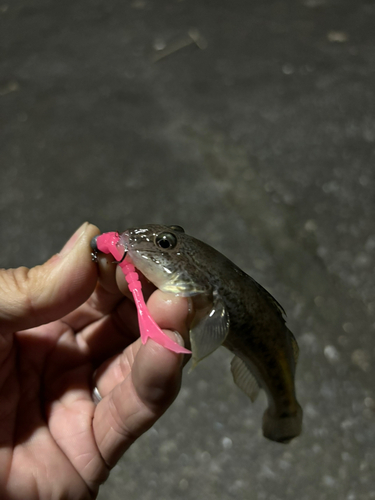 ハゼの釣果