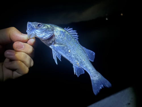 セイゴ（ヒラスズキ）の釣果