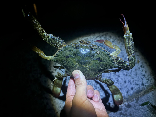 ワタリガニの釣果