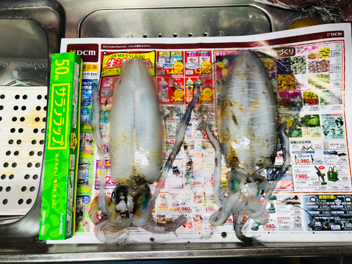 アオリイカの釣果