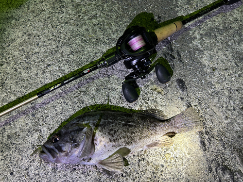 クロソイの釣果