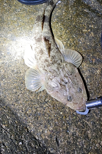 マゴチの釣果