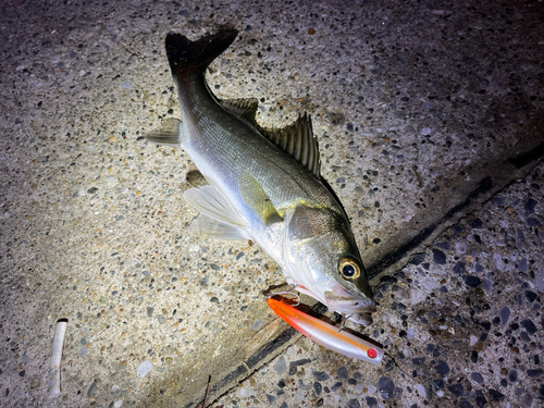 シーバスの釣果