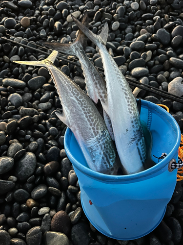 サゴシの釣果