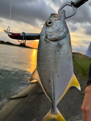 メッキの釣果