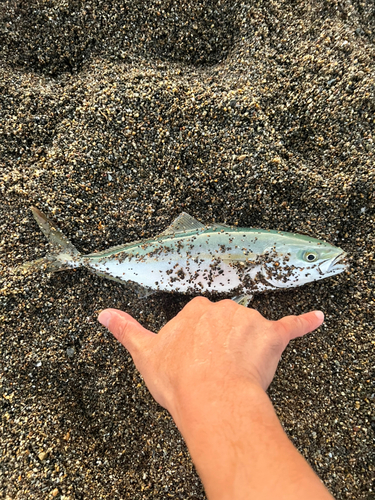 ワカシの釣果