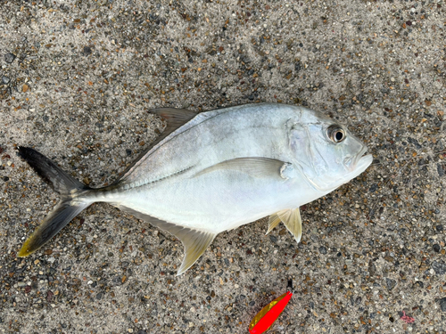 ロウニンアジの釣果