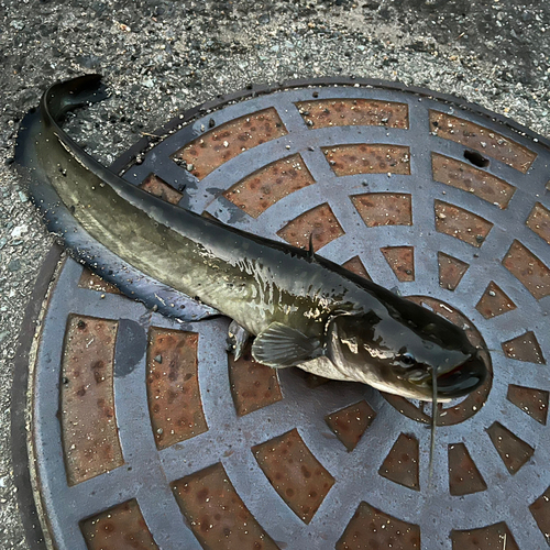 ナマズの釣果