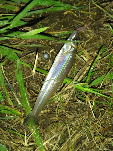 シロギスの釣果