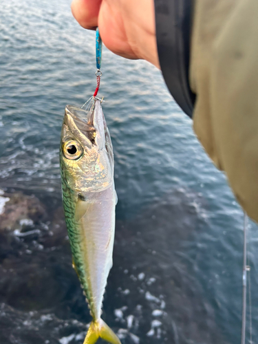 サバの釣果