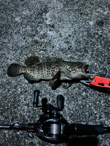 チャイロマルハタの釣果