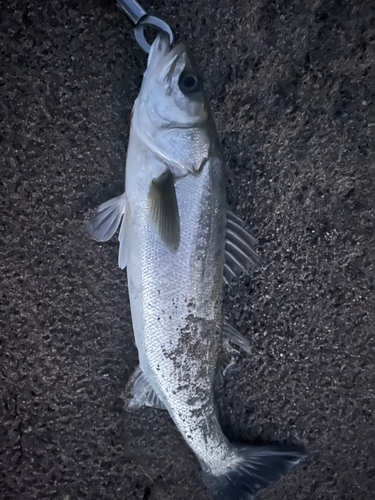 フッコ（マルスズキ）の釣果