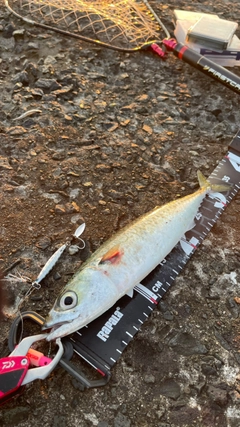 サバの釣果