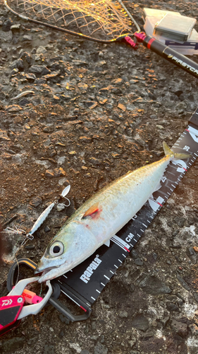 サバの釣果