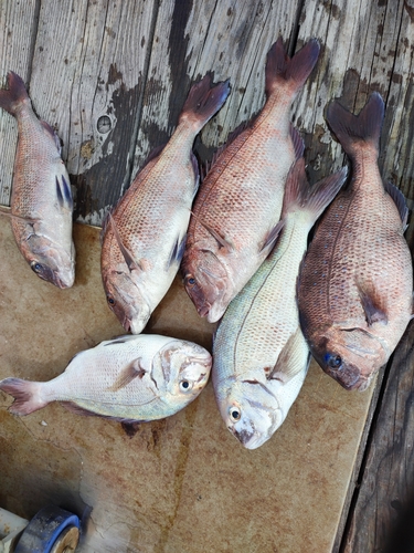 マダイの釣果