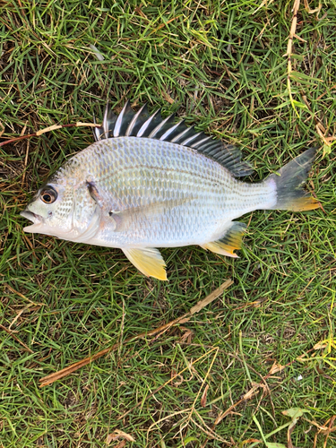 キビレの釣果