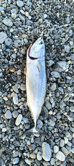 ソウダガツオの釣果