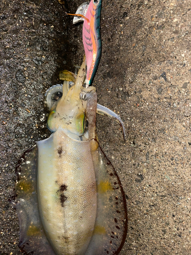 アオリイカの釣果