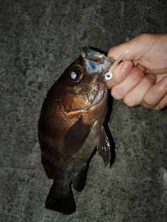 メバルの釣果