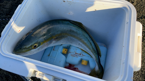 ワカシの釣果