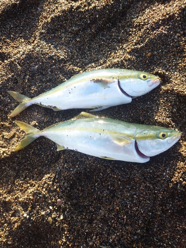 ワカシの釣果