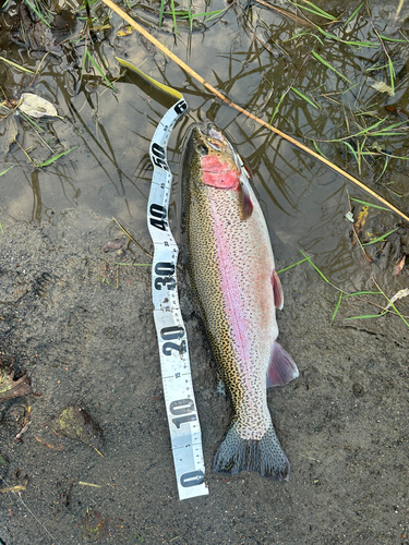 ニジマスの釣果