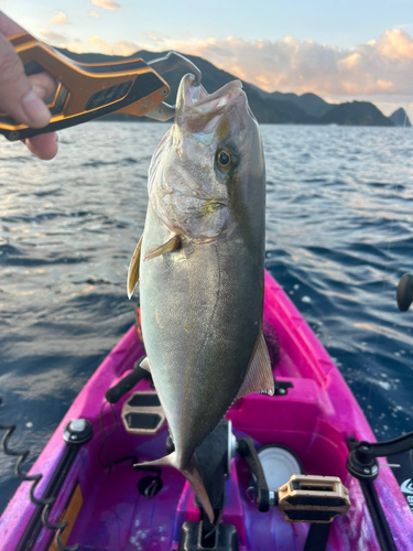 ショゴの釣果