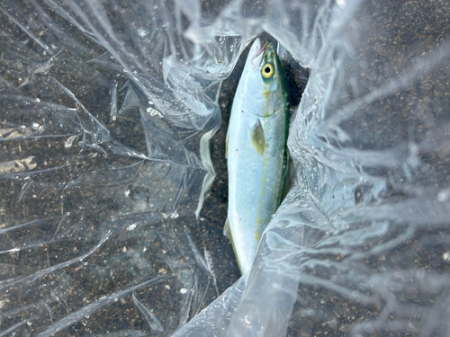 ワカシの釣果