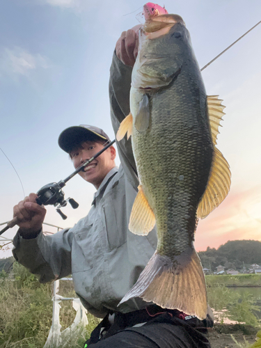 ブラックバスの釣果