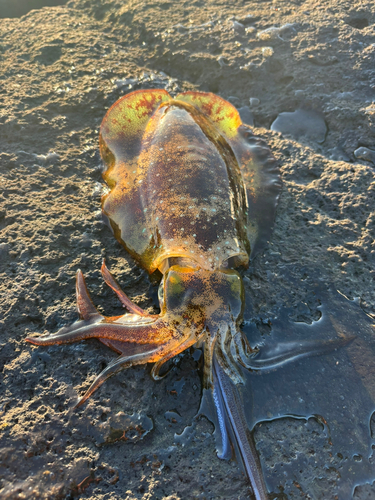 アオリイカの釣果