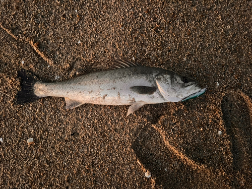 スズキの釣果