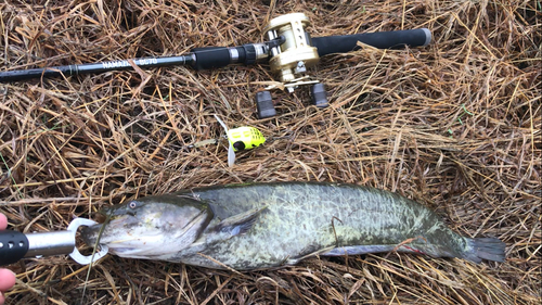 ナマズの釣果