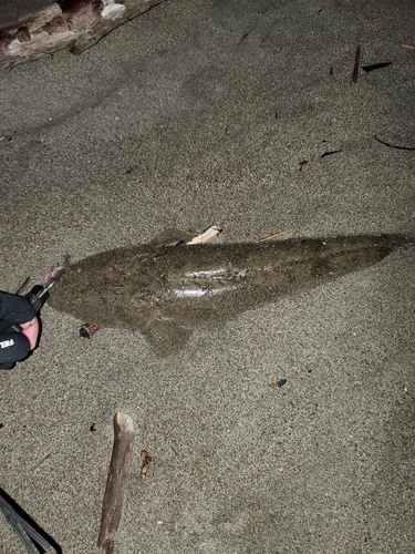 ヒラメの釣果