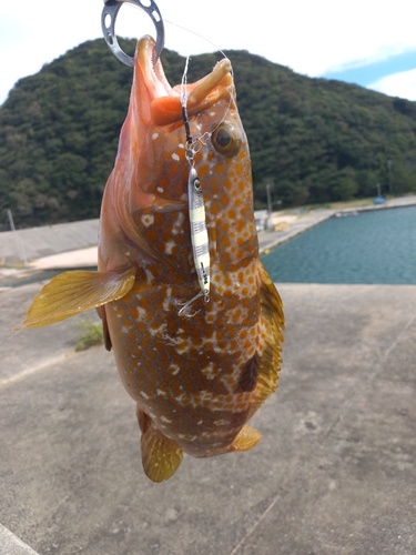 キジハタの釣果