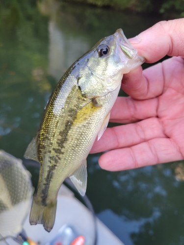 ラージマウスバスの釣果